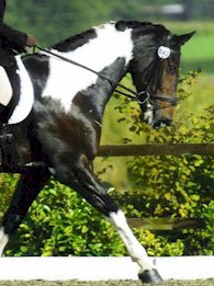 Freestyle Dressage to Music
